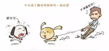 春季夏季宠物皮肤病预防攻略