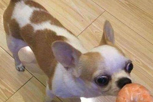 宠物狗不宜食虾,易过敏。