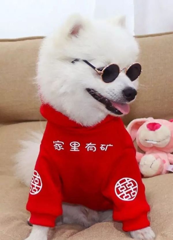 春季狗狗宠物养护饮食需要怎么做 - 佳能资讯 -Konik