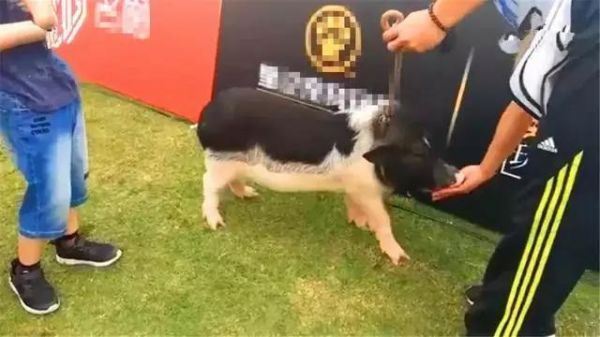宠物猪被弃养后收获幸福,受人歧视的小猪,减肥后逆袭成赛猪!