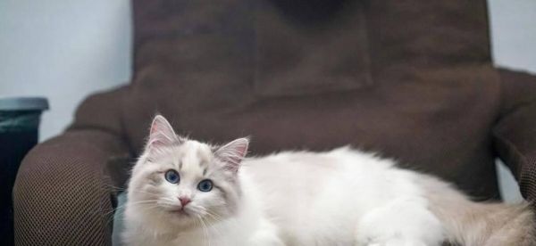 短脚猫和布偶（探寻宠物猫的不同品种特点）