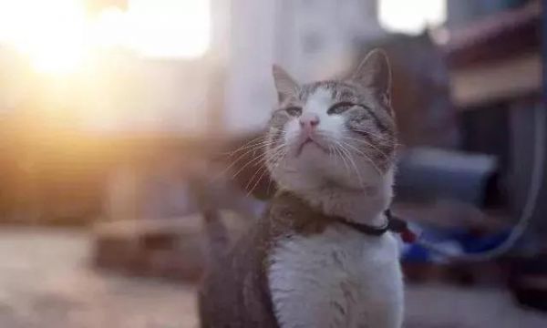 什么品种的猫比较适合当宠物？你家上榜了吗