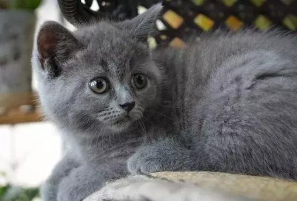 什么品种的猫比较适合当宠物？你家上榜了吗