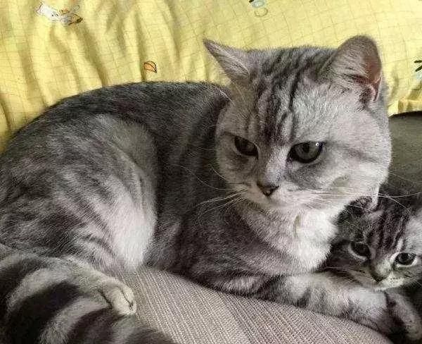 什么品种的猫比较适合当宠物？你家上榜了吗
