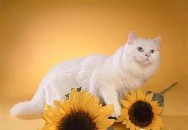 什么品种的猫比较适合当宠物？你家上榜了吗