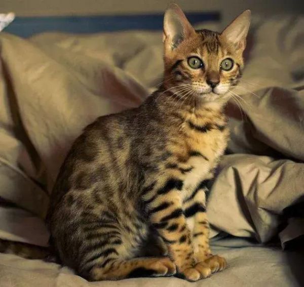 什么品种的猫比较适合当宠物？你家上榜了吗