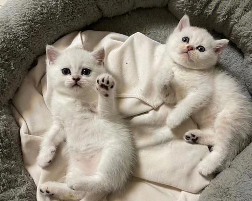 常见宠物病症——猫咪干咳腹泻脱毛（了解猫咪常见病症及预防方法）
