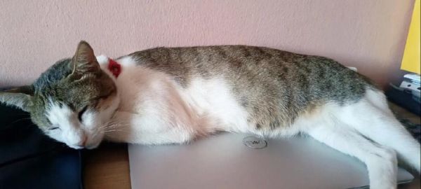 常见宠物病症——猫咪干咳腹泻脱毛（了解猫咪常见病症及预防方法）