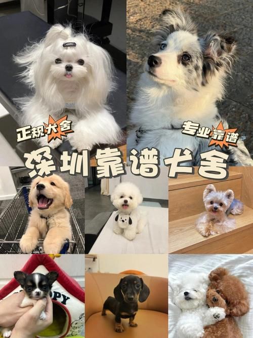 深圳宠物平台（深圳宠物平台电话）