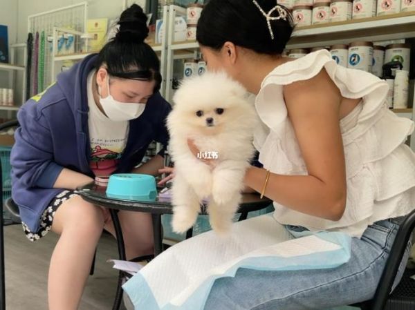 深圳宠物平台（深圳宠物平台电话）