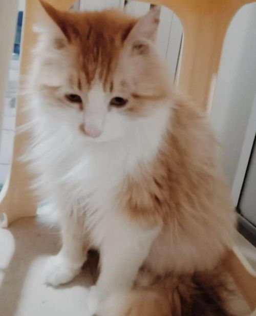 北京领养猫,爱心救助站寻家!