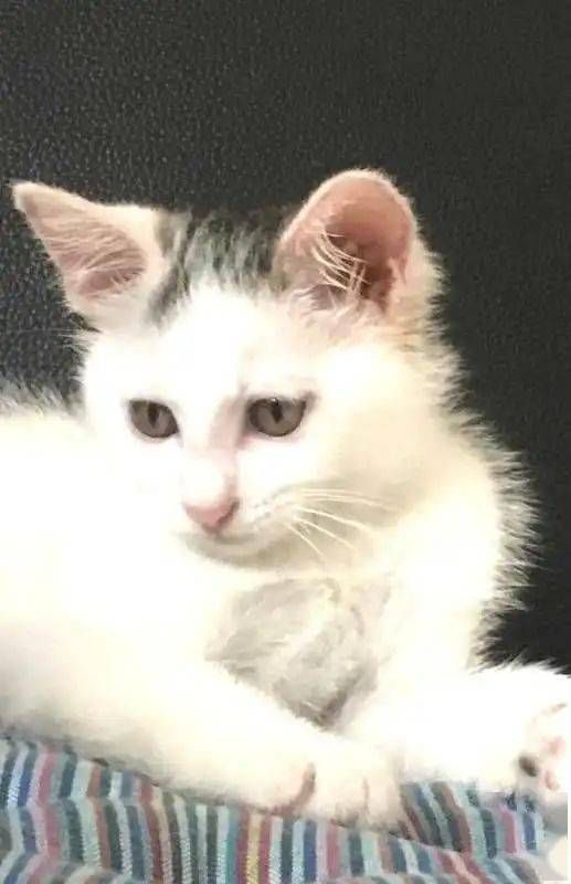 北京领养猫,爱心救助站寻家!