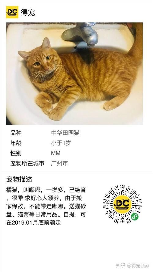 宠物领养平台免费有哪些呢知乎（宠物领养网免费领养宠物的网站宠物领养中心）