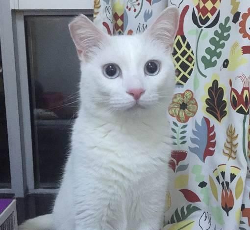 猫咪救助公益平台，关爱宠物心选地