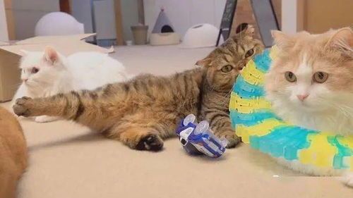 猫咪救援：宠物救助，爱心守护