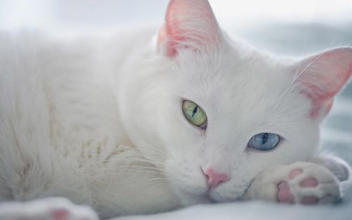 猫咪救援：宠物救助，爱心守护