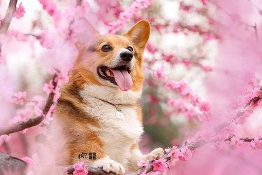 花海提前安排好，绝不错过