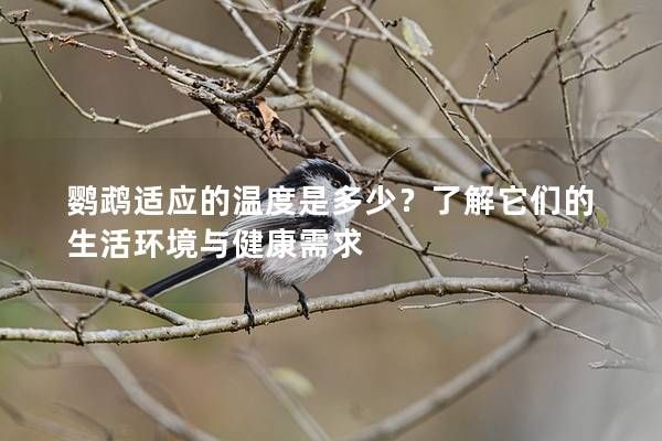鹦鹉适应的温度是多少？了解它们的生活环境与健康需求