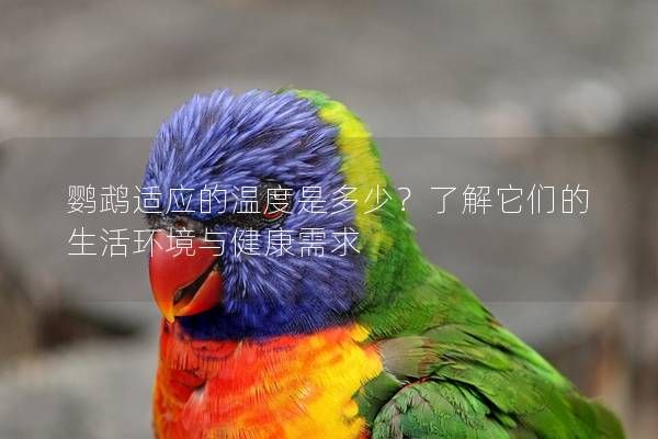 鹦鹉适应的温度是多少？了解它们的生活环境与健康需求
