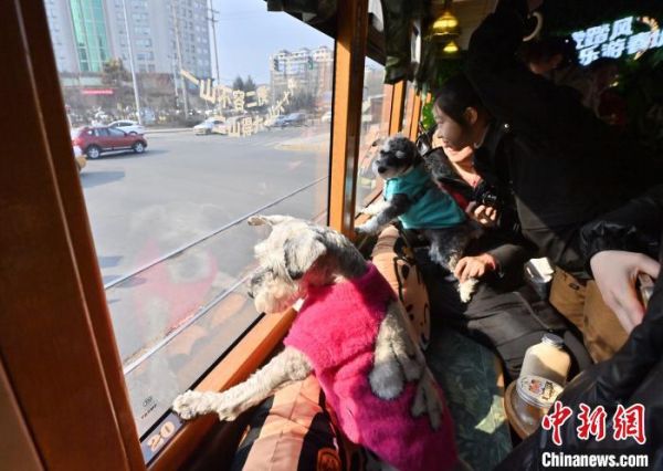 长春打造宠物专列吸引市民携宠打卡