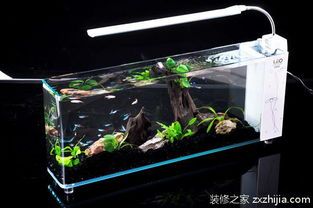“打造宠物专属循环水族箱,养鱼新时尚!”