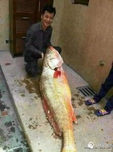 捕捉野生美鱼,宠物生活新篇章!