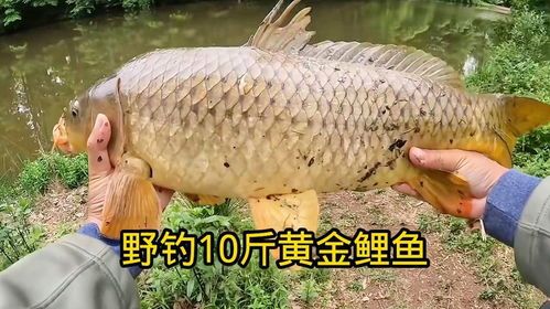 捕捉野生美鱼,宠物生活新篇章!