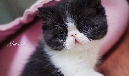 “猫咪价格揭秘：宠物圈必看！”