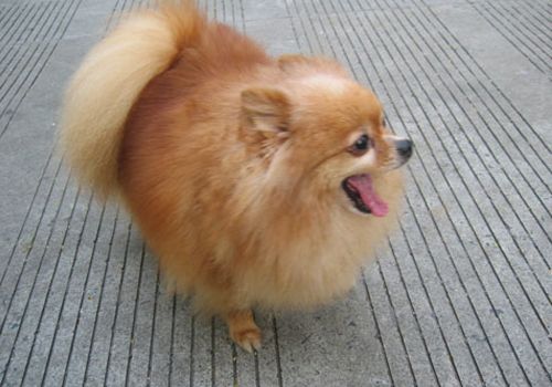 狗狗做B超一般多少钱