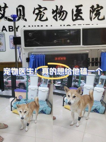  良心宠物医生！真的想给他磕一个 