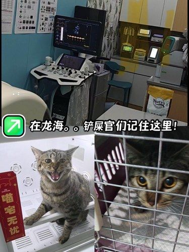 在龙海。。。铲屎官们记住这个位置！！！！