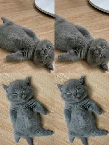 可爱的猫咪
