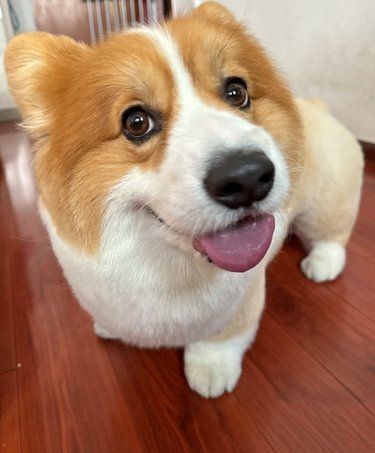 宠物狗狗的日常萌