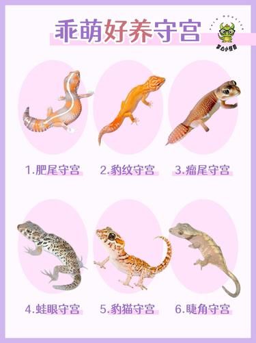 新手入门必看：安静好养好乖的守宫 家