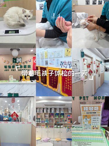 带着毛孩子驱虫的一天