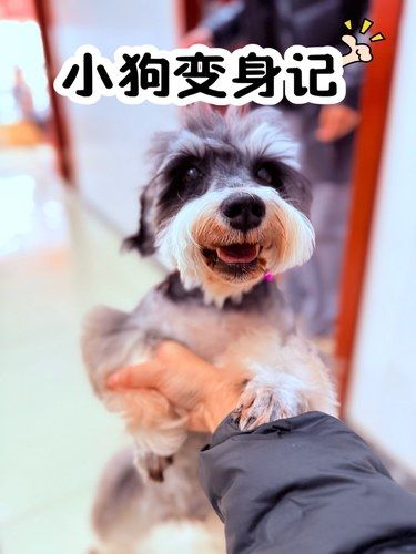 宠物美容小心得