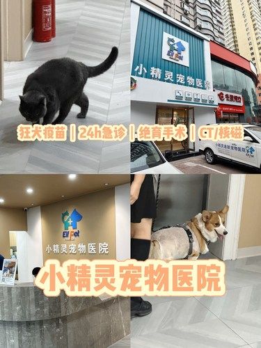 ✨深夜守护神，小精灵宠物医院探秘记✨