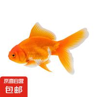 京喜自营 观赏鱼 随即尺寸 小红草 3条装