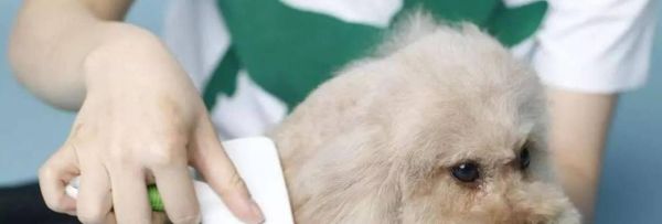 狗狗对什么气味过敏？如何识别和处理宠物过敏问题？