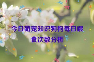 今日萌宠知识狗狗每日喂食次数分析
