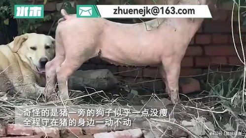 猪大骨喂狗需煮熟,避免硬骨刺伤。