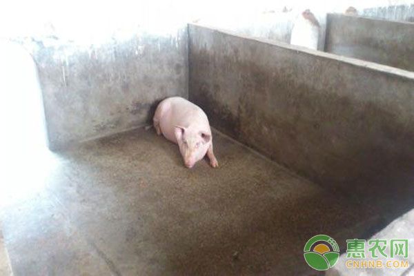 这几种疫苗，养猪人一定要知道-图片版权归惠农网所有
