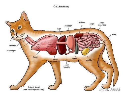 猫咪排泄物臭因消化系统产生硫化氢。