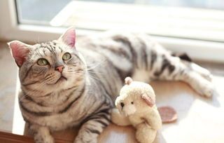 猫咪吃糯米，小心肠胃不适哦