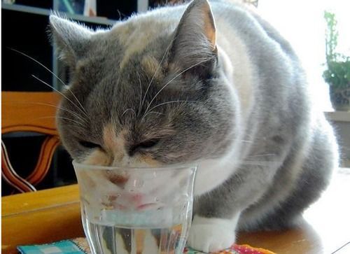 猫咪吃糯米，小心肠胃不适哦