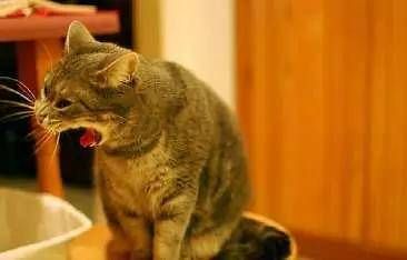宠物猫呕吐原因探秘