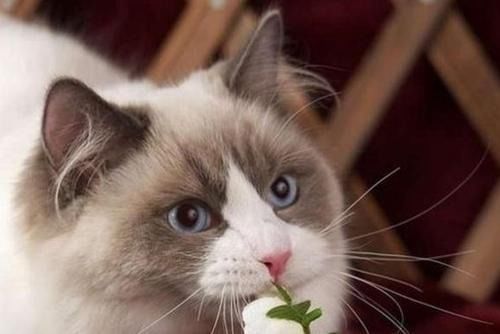 宠物猫呕吐原因探秘