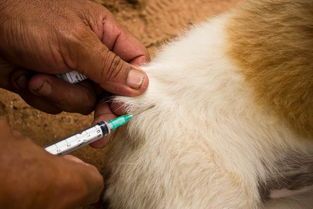 幼犬到老犬，喂养关键四阶段，宠物养护必看！