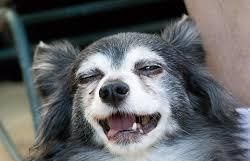 幼犬到老犬，喂养关键四阶段，宠物养护必看！