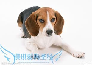 宠物狗推子使用指南，轻松护理宠物毛发！